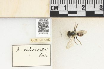 Media type: image;   Entomology 770573 Aspect: Labels